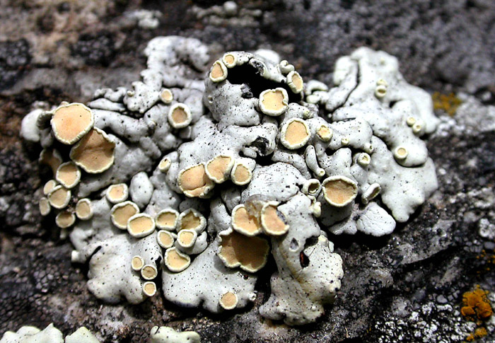 Lecanora?
